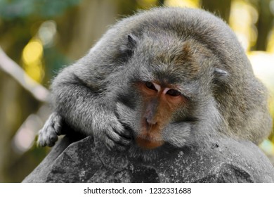 Monkey lying on the statue in monkey forest in Bali, Indonesia