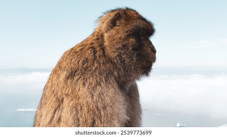 A monkey Macaca in blue background