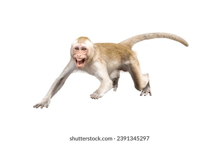 Monkey, Macaca in forest park, it intimidating and terrified of danger, being threatened fearful, threatening, ready to fight. Material for creative idea concept. Isolated background with transparent.