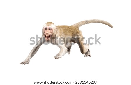 Monkey, Macaca in forest park, it intimidating and terrified of danger, being threatened fearful, threatening, ready to fight. Material for creative idea concept. Isolated background with transparent.