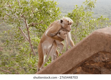 monkey (Macaca sinica or Toque macaques) carrying baby in arms, Sigiriya, Sri Lanka, wildlife scene
