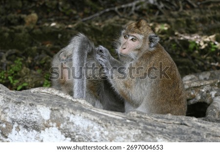 A monkey (Macaca) is sitting and looking for lice or flea in the buttom of another monkey in a tropical forest. 