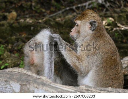 A monkey (Macaca) is sitting and looking for lice or flea in the buttom of another monkey in a tropical forest.
