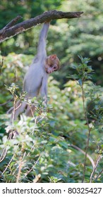 Monkey macaque