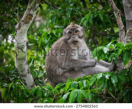 Monkey Macaque in the Black River Gorges National Park, Mauritius, Africa