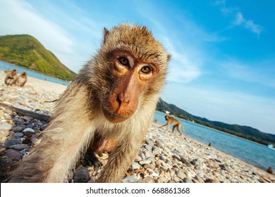 A Monkey Makes Selfie In The Wild