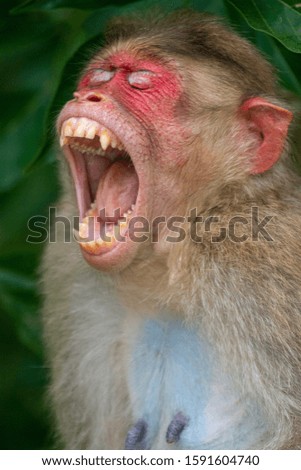 Similar – Monkey after the visit to the dentist…