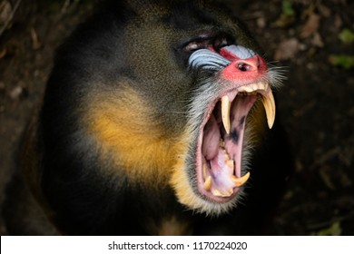 monkey mandril open mouth