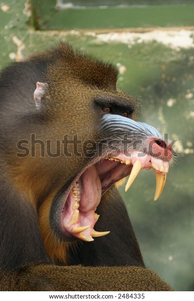 猿のマンドリル マンドリルスフィンクス 色付き猿 の写真素材 今すぐ編集