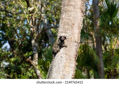 monkey marmoset in a tropical coconut tree in Brazil.