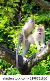 Monkey Mating On The Tree