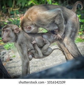 Monkey Mating Openly