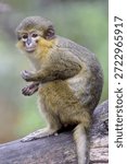 the monkey Miopithecus ogouensis close up