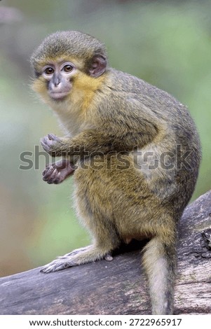 the monkey Miopithecus ogouensis close up