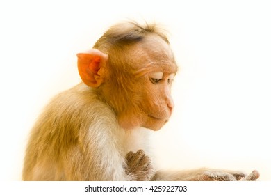 The Monkey As Mirror Of Human Emotions: Street Beggar. Indian Macaques Lat Macaca Radiata Wild Animal Primates On White Background, Young Monkey 