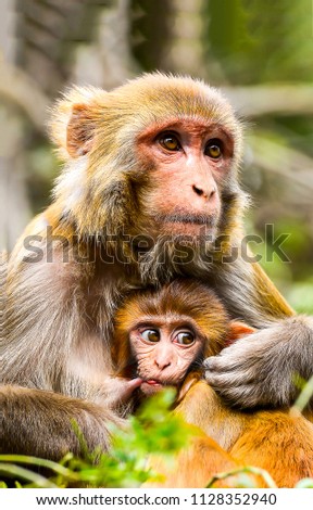 Monkey mother with baby portrait