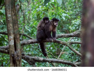            Monkey In Iguazú National Park, Argentina                    