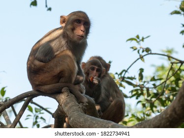 monkey in the national reserve. Hainan island, China. exotic mammal. Chimpanze is an anthropoid  monkey.  - Shutterstock ID 1822734941