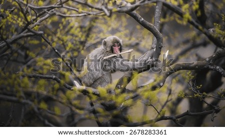Monkey in nature, perched on a tree. The landscape features branches and leaves, showcasing the beauty of nature and wildlife. Nature landscape scenery, beautiful nature environment background.