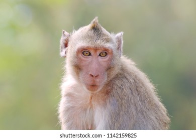a Monkey on blurred forest background
