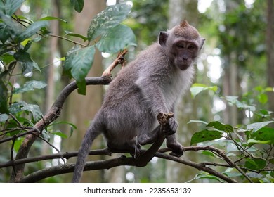 Monkey on a branch looking down - Powered by Shutterstock