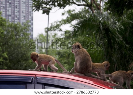 Monkey on a car, monkeys climbing, walking and exploring a red car in a city park in Kuala Lumpur