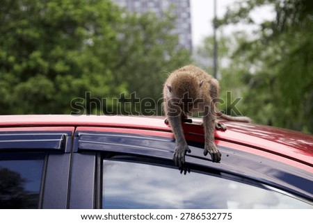 Monkey on a car, monkeys climbing, walking and exploring a red car in a city park in Kuala Lumpur