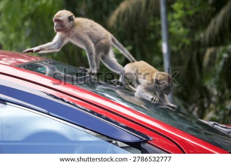 Monkey on a car, monkeys climbing, walking and exploring a red car in a city park in Kuala Lumpur