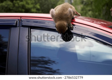 Monkey on a car, monkeys climbing, walking and exploring a red car in a city park in Kuala Lumpur