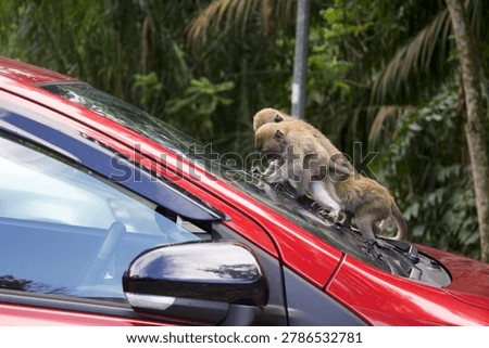 Monkey on a car, monkeys climbing, walking and exploring a red car in a city park in Kuala Lumpur