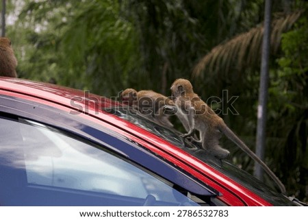 Monkey on a car, monkeys climbing, walking and exploring a red car in a city park in Kuala Lumpur