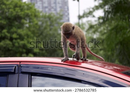 Monkey on a car, monkeys climbing, walking and exploring a red car in a city park in Kuala Lumpur