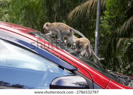 Monkey on a car, monkeys climbing, walking and exploring a red car in a city park in Kuala Lumpur