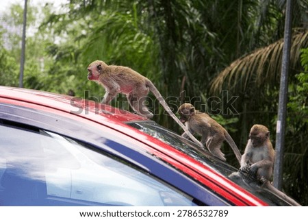 Monkey on a car, monkeys climbing, walking and exploring a red car in a city park in Kuala Lumpur