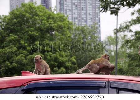 Monkey on a car, monkeys climbing, walking and exploring a red car in a city park in Kuala Lumpur