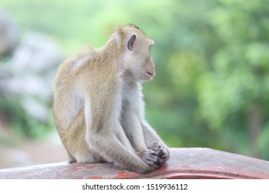 The monkey is on the cement ground.