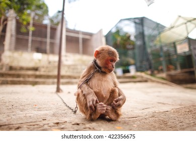Monkey on a Chain