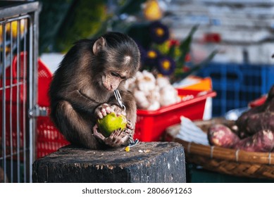 monkey on a chain eats an orange at an Asian market in Vietnam. Animal cruelty