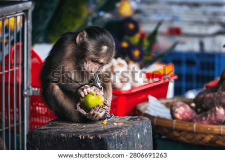 monkey on a chain eats an orange at an Asian market in Vietnam. Animal cruelty