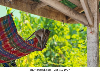 A monkey on a colorful hammock hanging under a wooden structure with the background is a blur of green foliage - Powered by Shutterstock