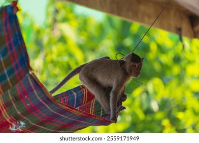 A monkey on a colorful hammock hanging under a wooden structure with the background is a blur of green foliage - Powered by Shutterstock