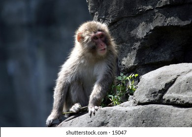 monkey on hind quarters on rock ledge