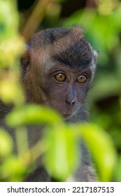 Monkey On The Kinabatangan River