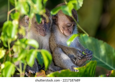 Monkey On The Kinabatangan River