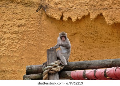 Monkey on a log