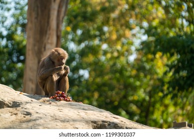 monkey on the mountain. the nyiregyhaza zoo  - Shutterstock ID 1199301037