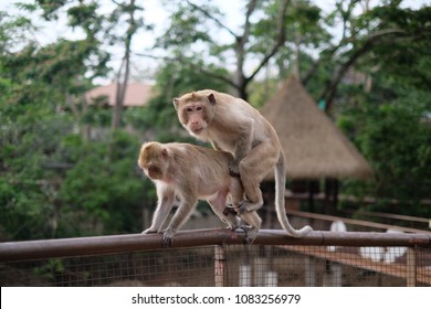 Monkey is on reproducing