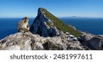 A monkey on the Rock of Gibraltar, United Kingdom. Portrait of a wild macaque. Macaques are one of the most famous attractions of the British overseas territory. monkey on the loose.