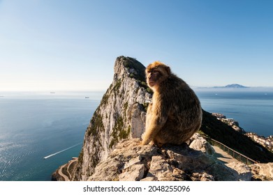 A Monkey On The Rock Of Gibraltar, United Kingdom