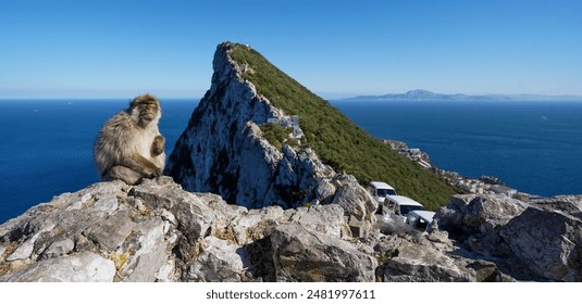 A monkey on the Rock of Gibraltar, United Kingdom. Portrait of a wild macaque. Macaques are one of the most famous attractions of the British overseas territory. monkey on the loose.